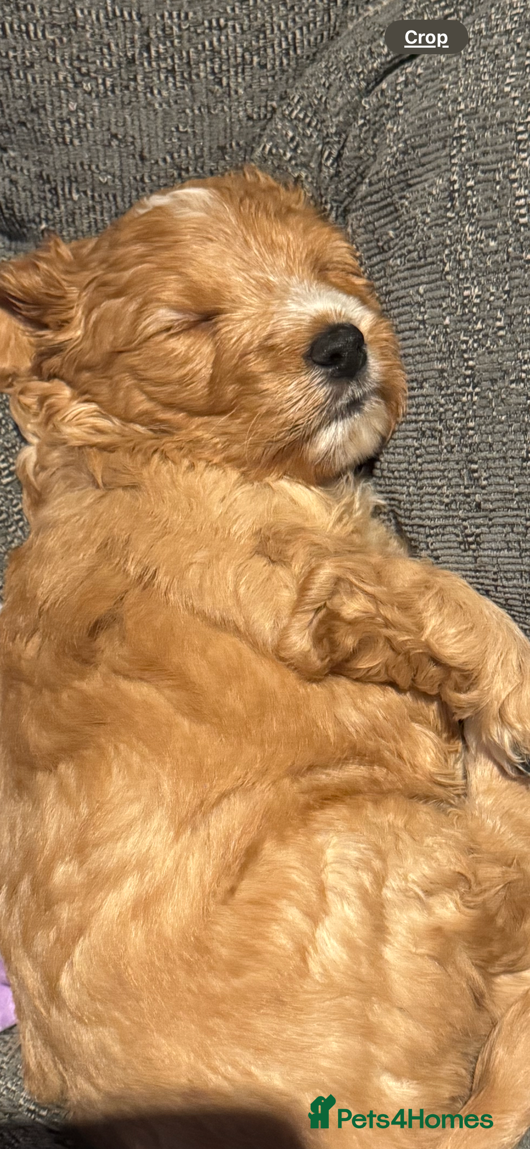 Mixed Breed dogs for sale: home grown golden doodle / cockerpoo  - Image 4