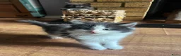Mixed Breed cats for sale: Five adorable fluffballs looking for new homes - Advert 12