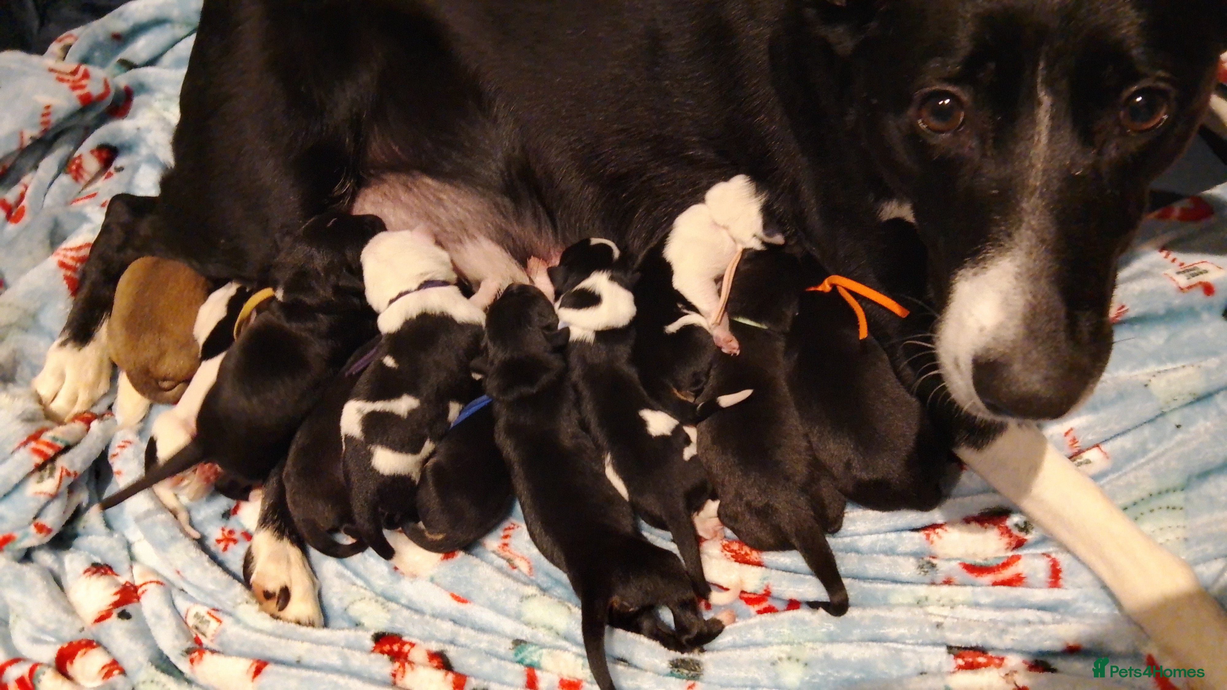 Borador dogs Beautiful litter of boradors  - Advert 1