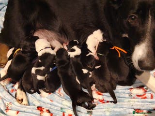 Borador dogs Beautiful litter of boradors - Advert 6