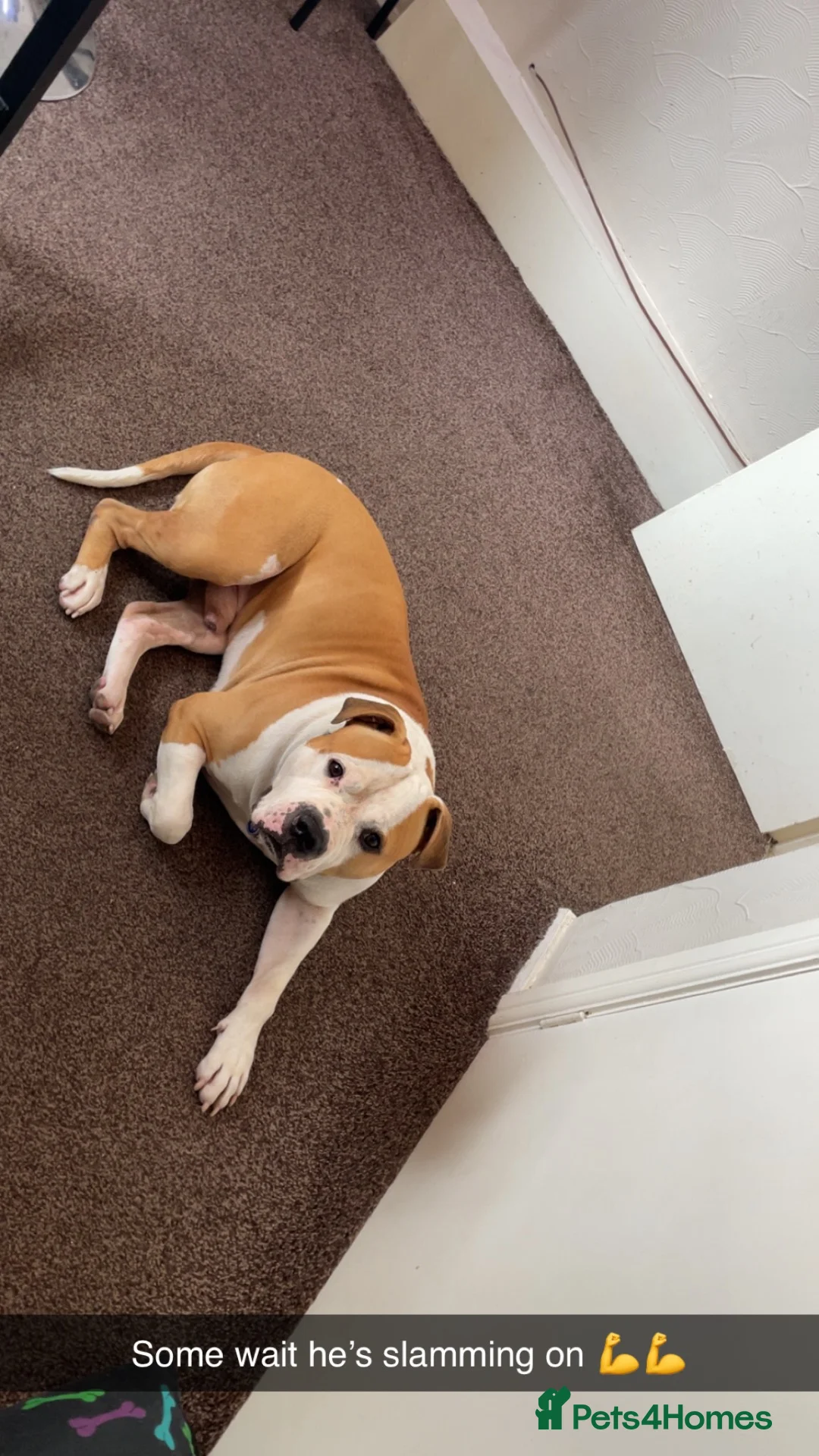 Mixed Breed dogs for stud: 3/4 American bulldog 1/4 staff in Swansea - Advert 2