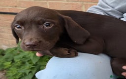 Labrador Retriever dogs for sale: Labrador Puppies Ready for Their Forever Homes🐶💛 - Image 13