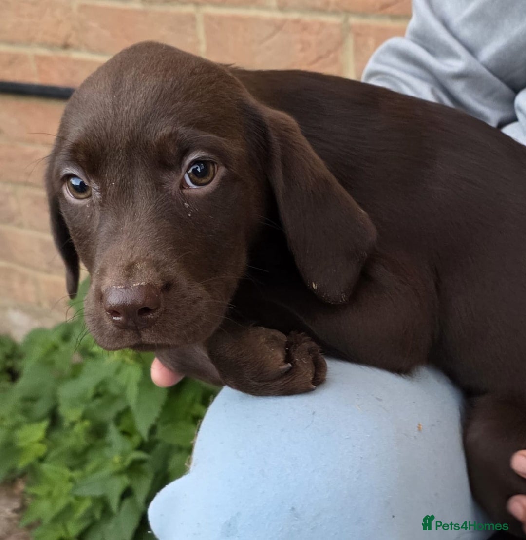 Labrador Retriever dogs for sale: Labrador Puppies Ready for Their Forever Homes🐶💛 - Image 13