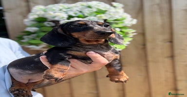 Miniature Dachshund dogs - Advert 1