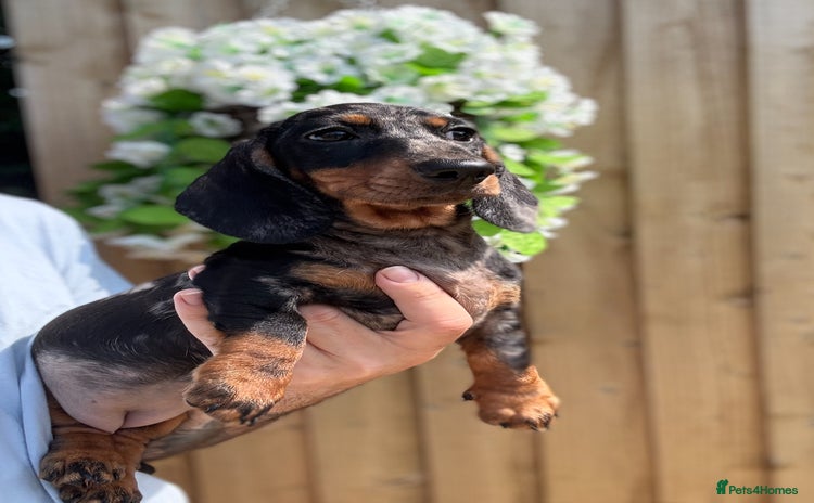Miniature Dachshund dogs - Advert 2