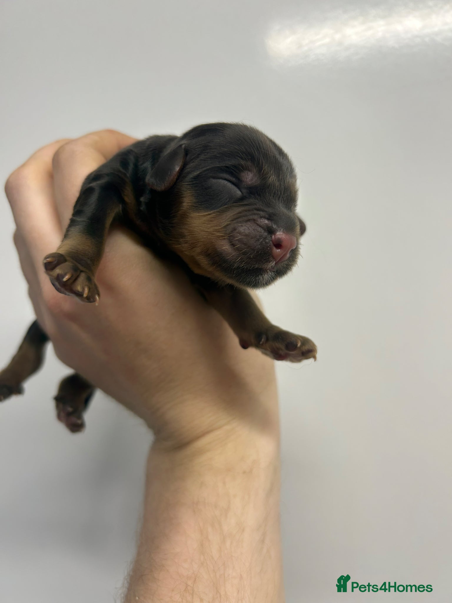 Cocker Spaniel dogs KC Cocker spaniels ready 2nd July.  - Advert 4