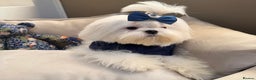 Maltese dogs for sale: Beautiful 6 month old Maltese Puppy Ready Now - Advert 5