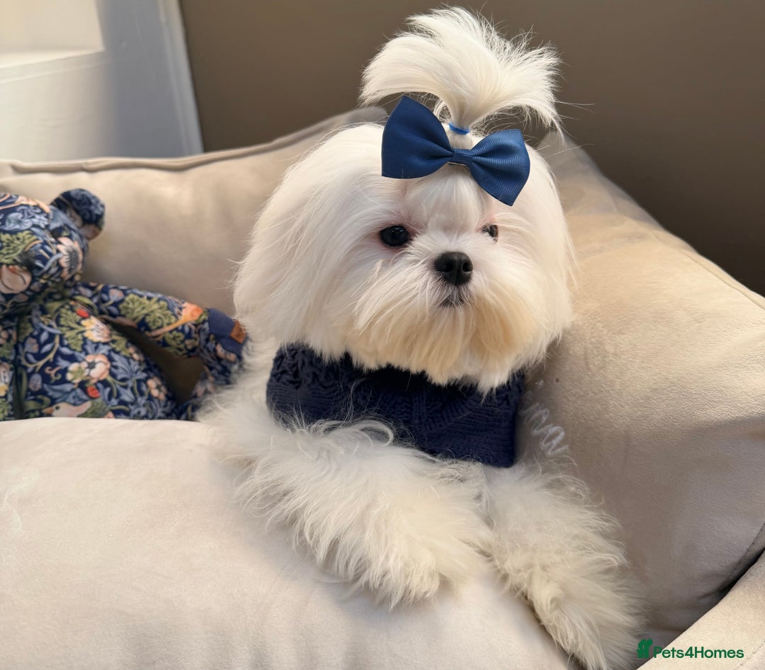 Maltese dogs for sale: Beautiful 6 month old Maltese Puppy Ready Now - Advert 5