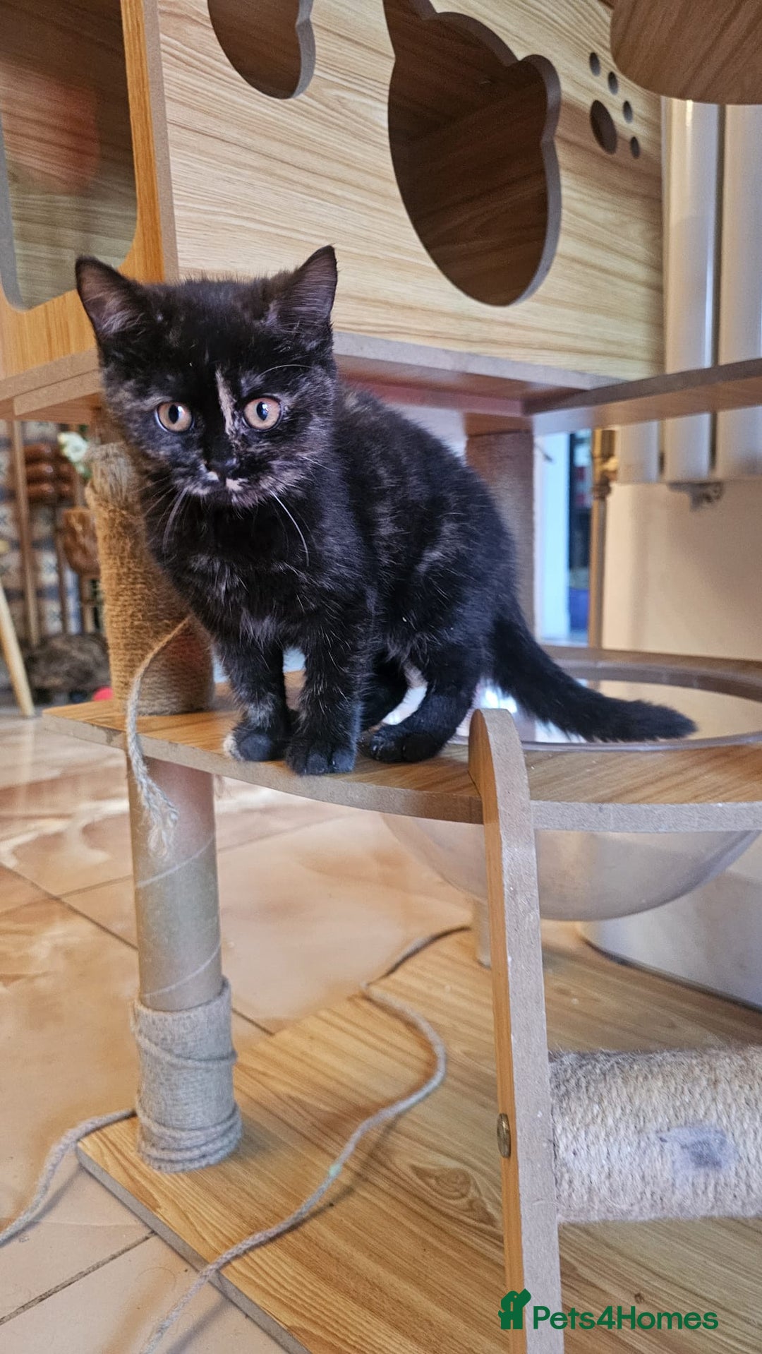 British Shorthair cats for sale: Gorgeous British Shorthair Kittens Ready Now! - Advert 16