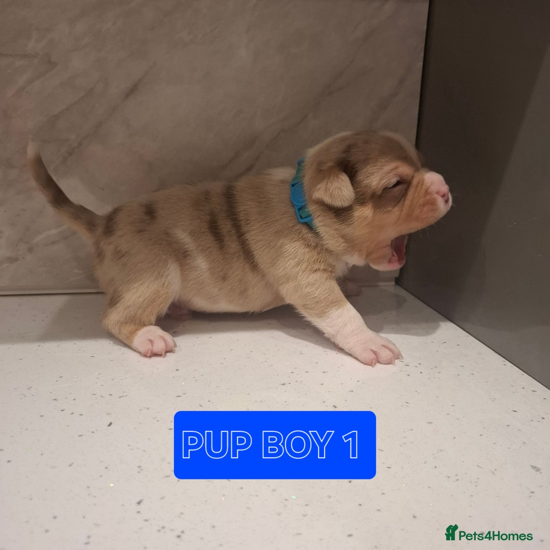 American Bully dogs for sale: AMERICAN BULLY PUPPIES 🐶  - Advert 18