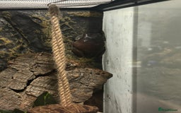 Frog reptiles for sale: White Tree Frogs - Image 6