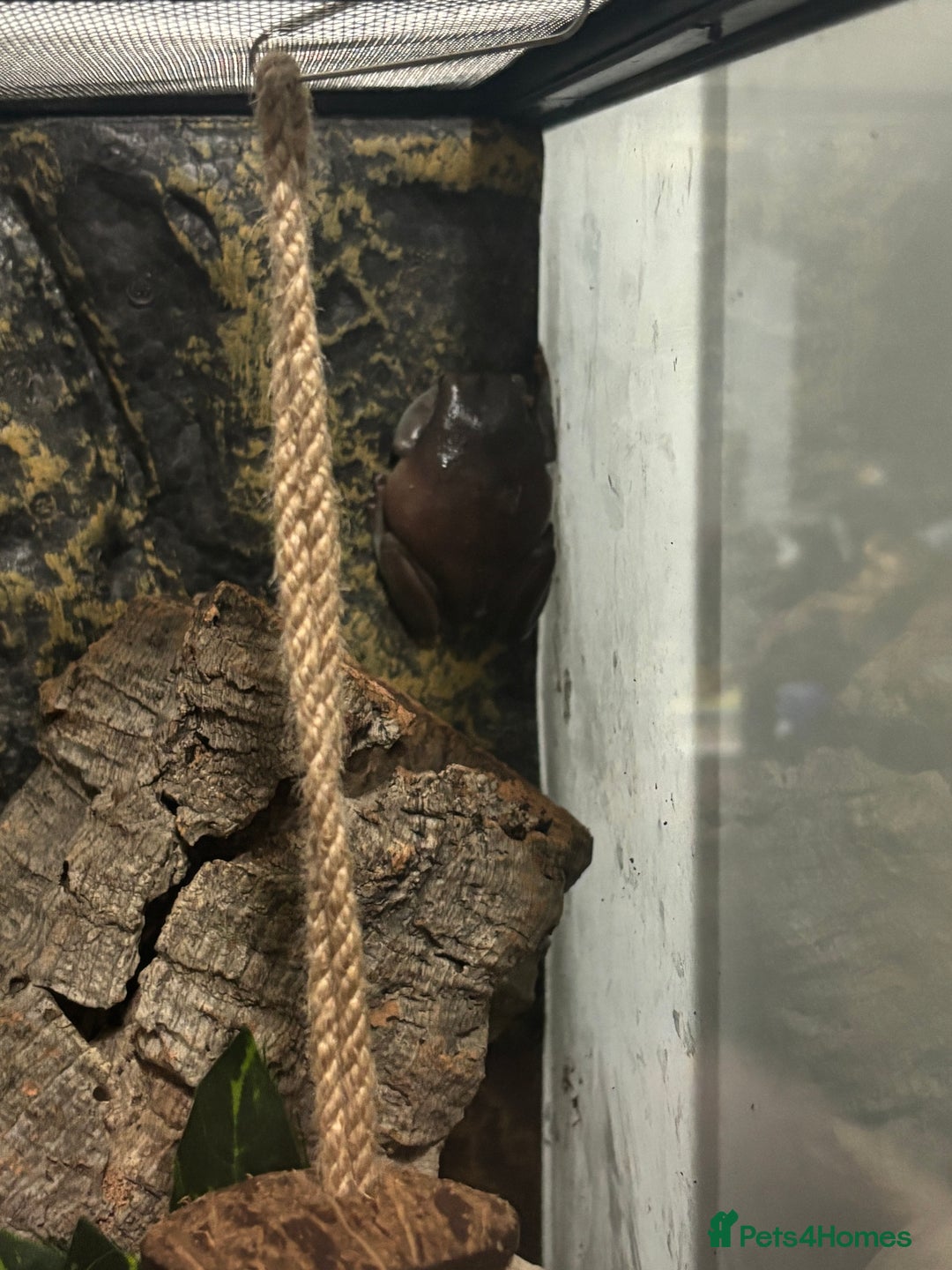 Frog reptiles for sale: White Tree Frogs - Image 6
