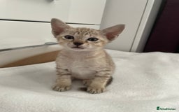 Tonkinese cats for sale: GCCF Registered Tonkinese Kittens - Image 9