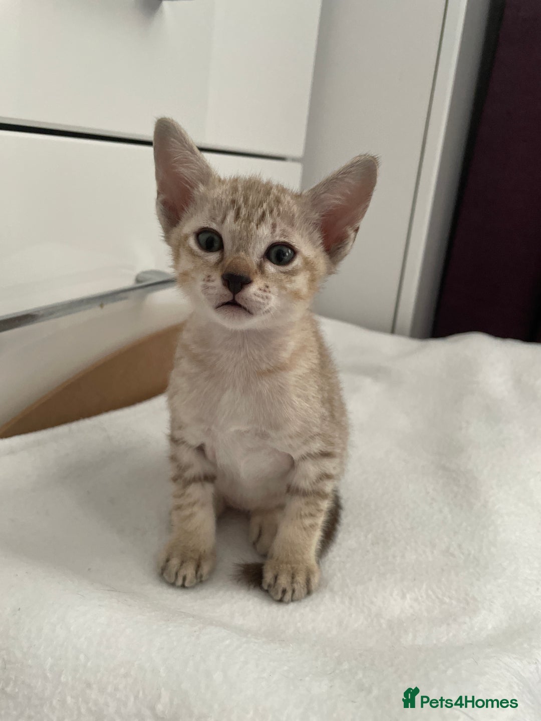 Tonkinese cats for sale: GCCF Registered Tonkinese Kittens - Image 9