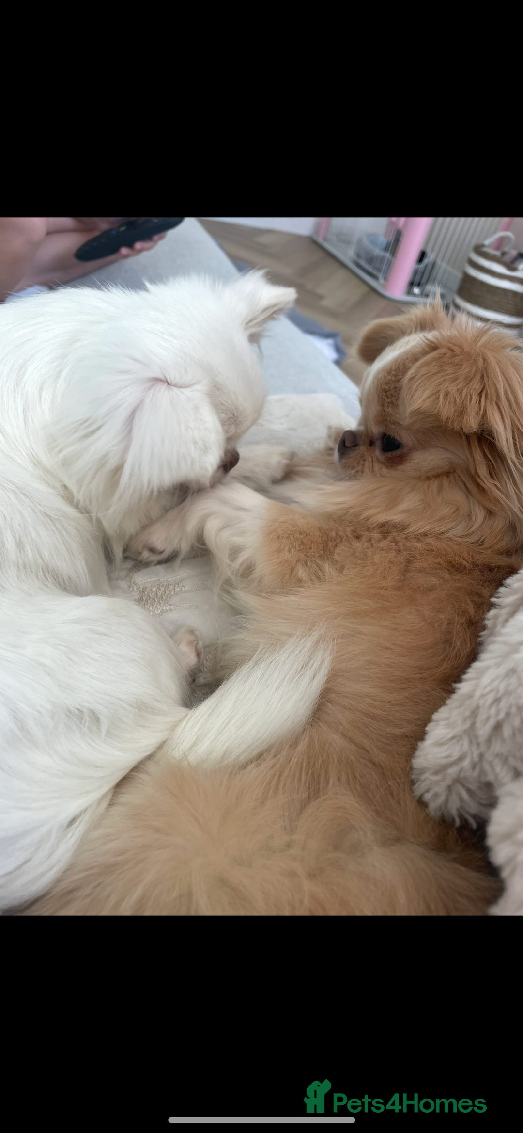 Chihuahua dogs for sale: ❤️stunning chihuahua pups❤️ - Image 13