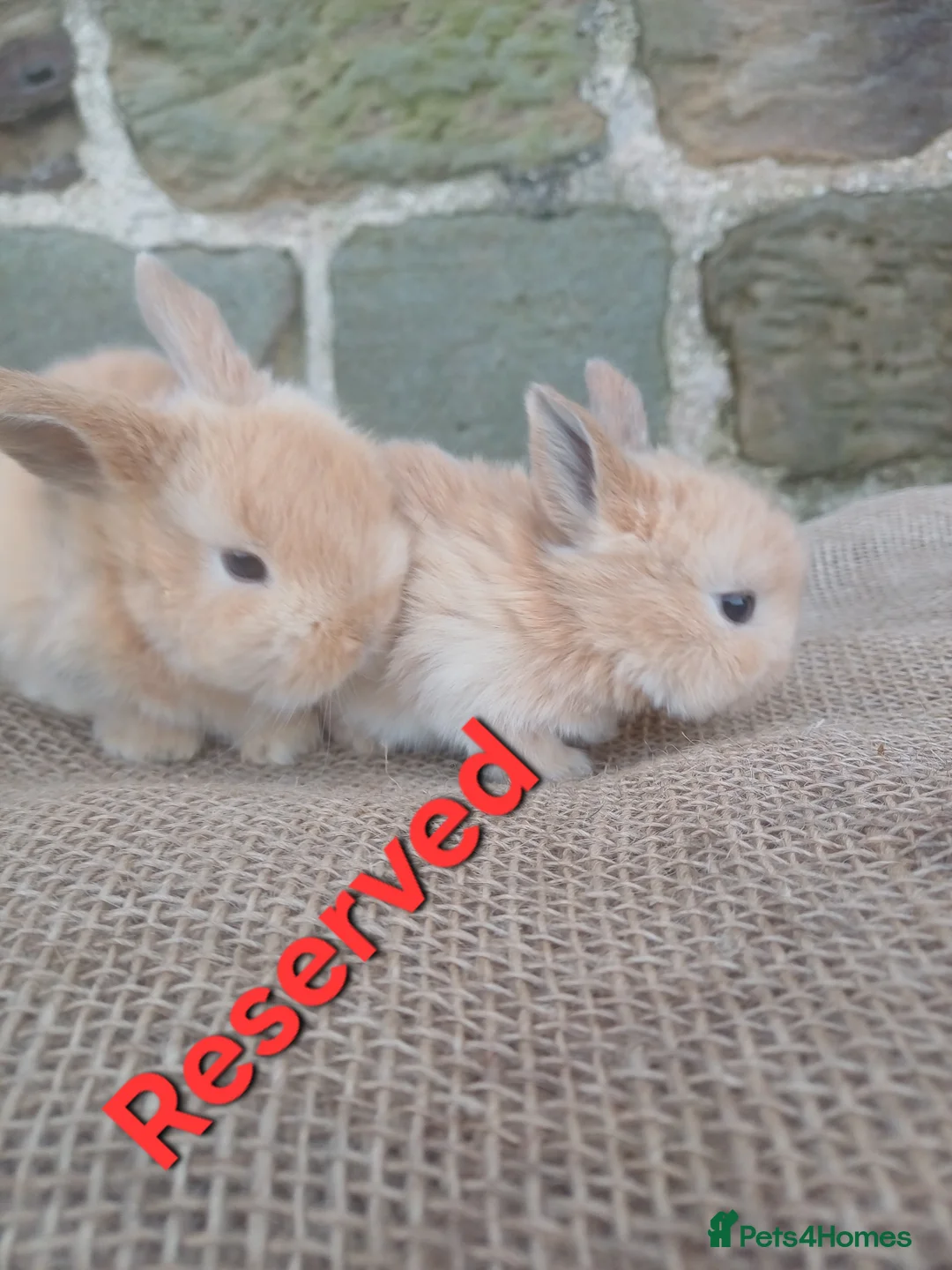 Dwarf Lop rabbits for sale: Dwarf Lops - Advert 3