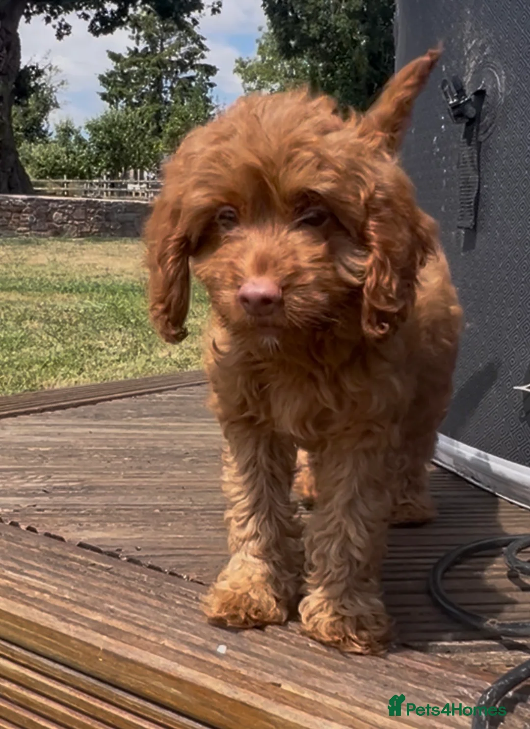 Cockapoo dogs for sale: Affectionate toy Cockapoo girls  - Advert 2