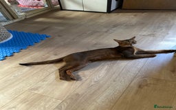 Abyssinian cats for stud: Champion line Aby boy for stud in Romford - Image 22