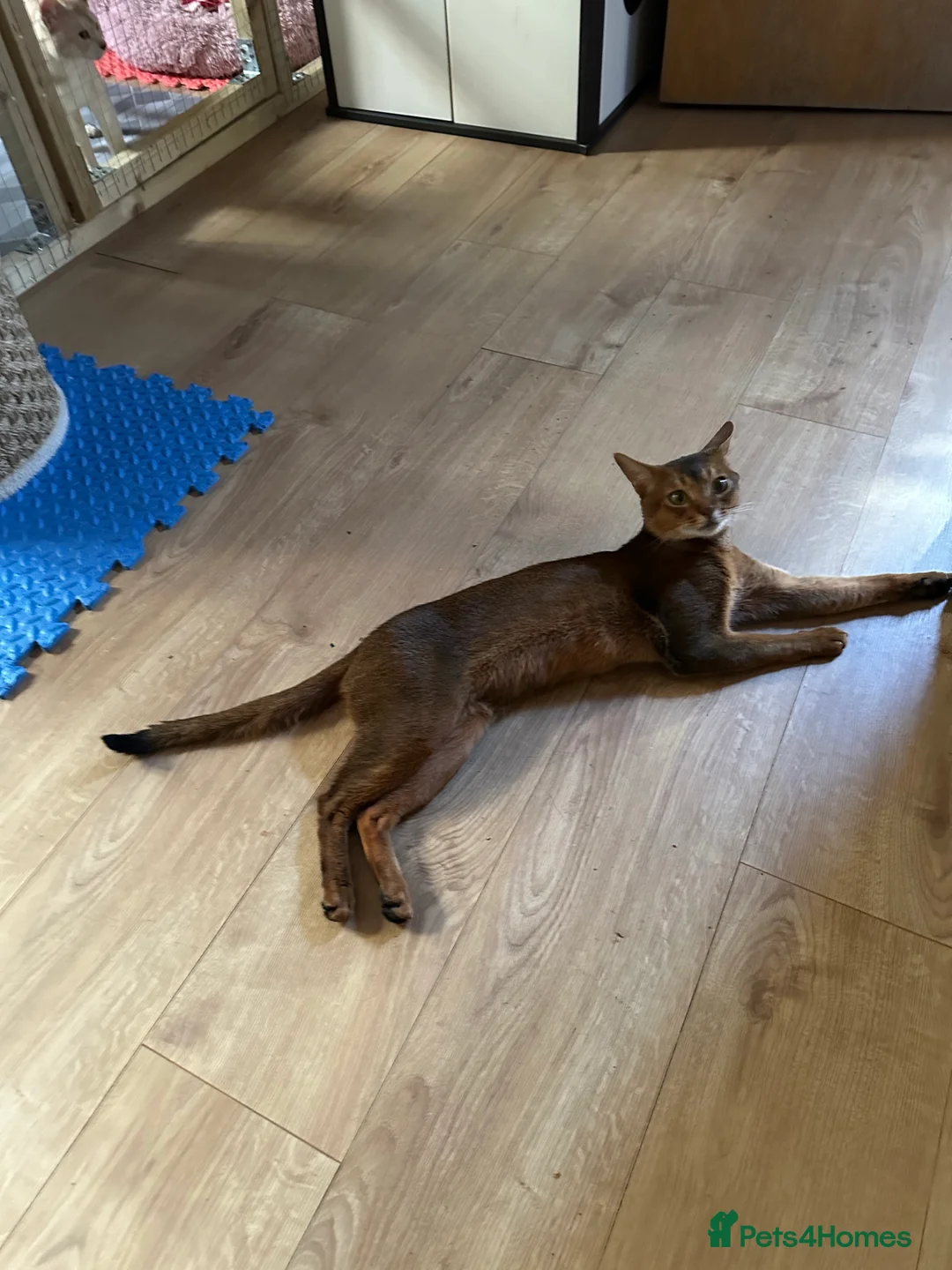 Abyssinian cats for stud: Champion line Aby boy for stud in Romford - Advert 22
