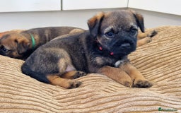 Border Terrier dogs for sale: DNA Health Tested Border Terrier pups (Boys) - Image 4