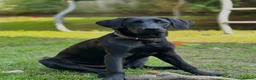Labrador Retriever dogs for sale: Two Labradors looking for their forever home in Liverpool - Advert 2