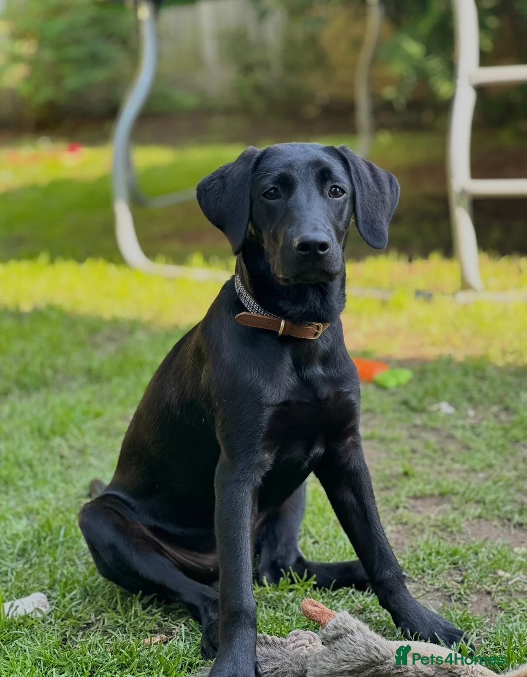 Labrador Retriever dogs for sale: Two Labradors looking for their forever home in Liverpool - Advert 2