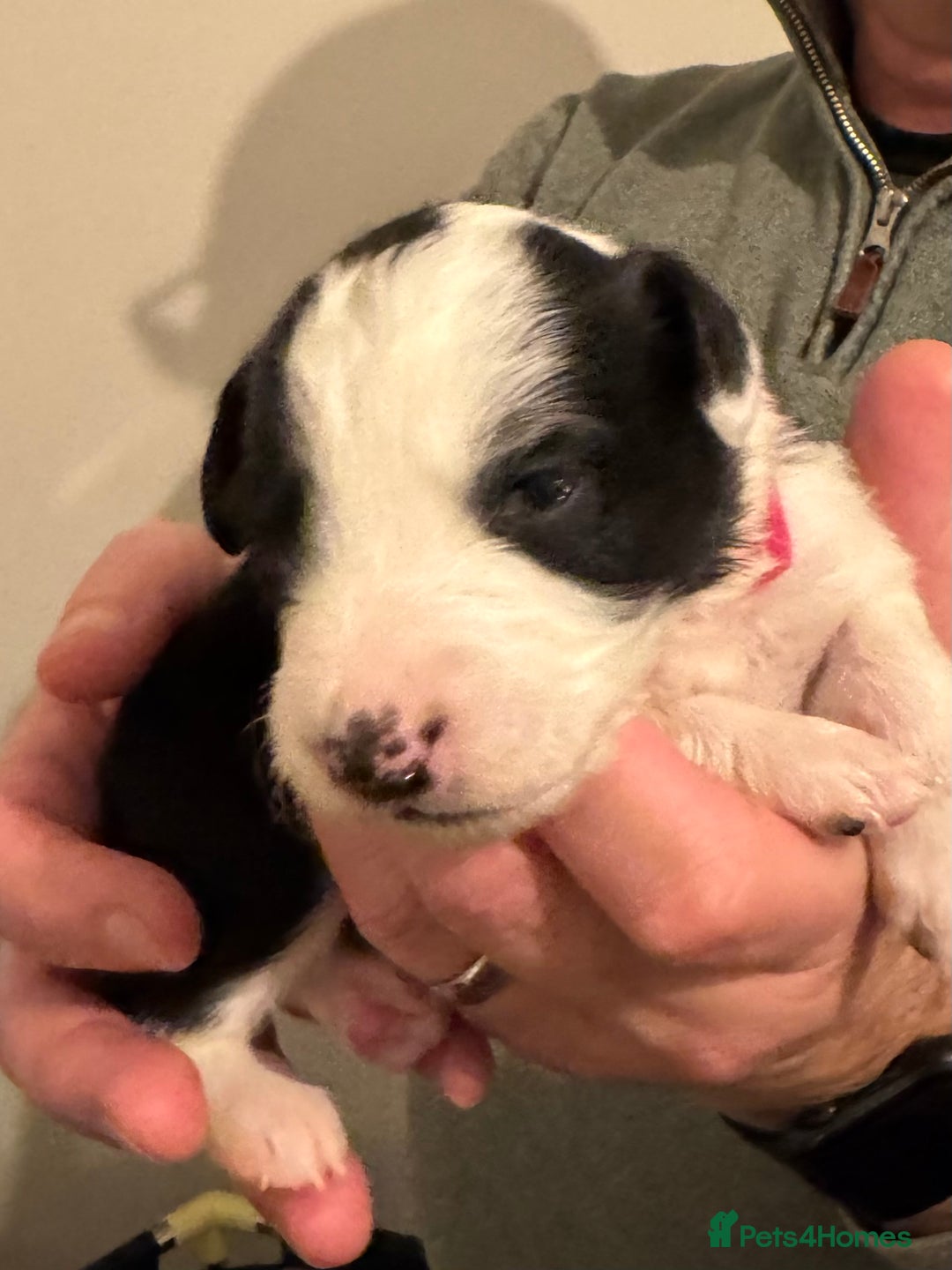 Bordoodle dogs for sale: 🐾 Beautiful Bordoodle Puppies Available 🐾 - Advert 16