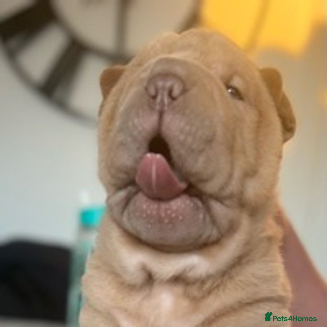 Shar Pei dogs for stud: TOP QUALITY -BEAUTIFUL BEARCOAT STUD in Wetherby - Image 15