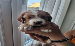 Mixed Breed dogs for sale: Cockalier, Springer Spaniel looking for a new home - Image 8