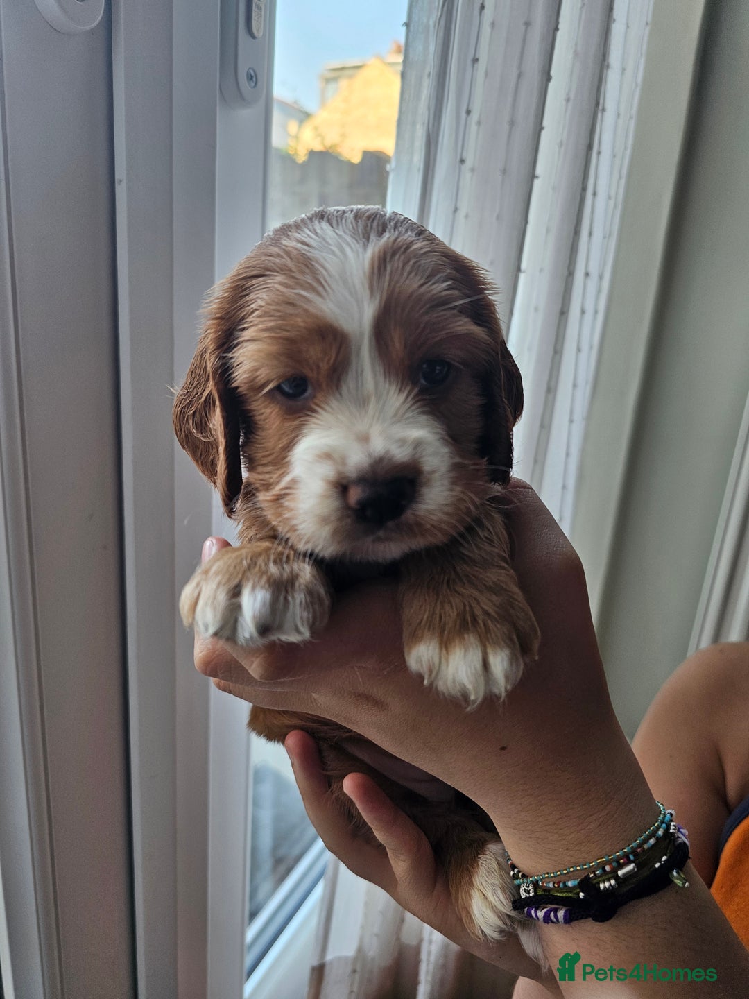 Mixed Breed dogs for sale: Cockalier, Springer Spaniel looking for a new home - Image 8