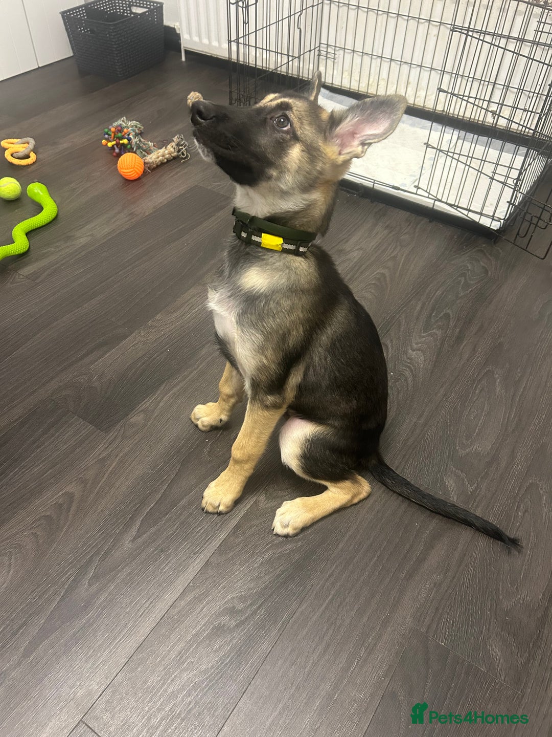 Shepsky dogs for sale: German shepherd cross  - Image 8