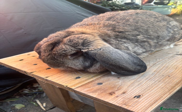French Lop rabbits French lops  - Advert 13
