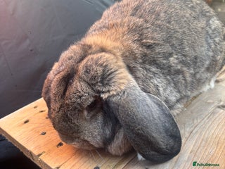 French Lop rabbits French lops - Advert 7