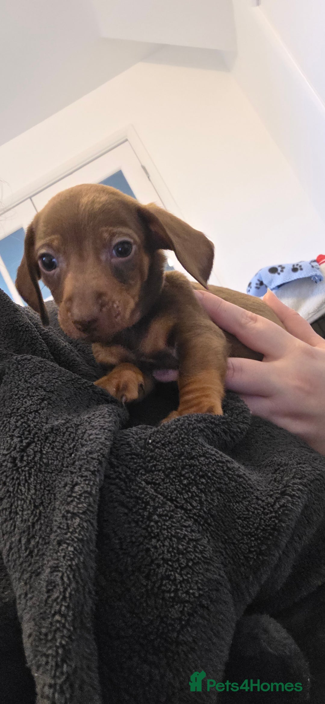 Dachshund dogs for sale: Dachshund  - Advert 9