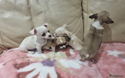 Chihuahua dogs for sale: Chihuahua puppies for sale  - Image 13