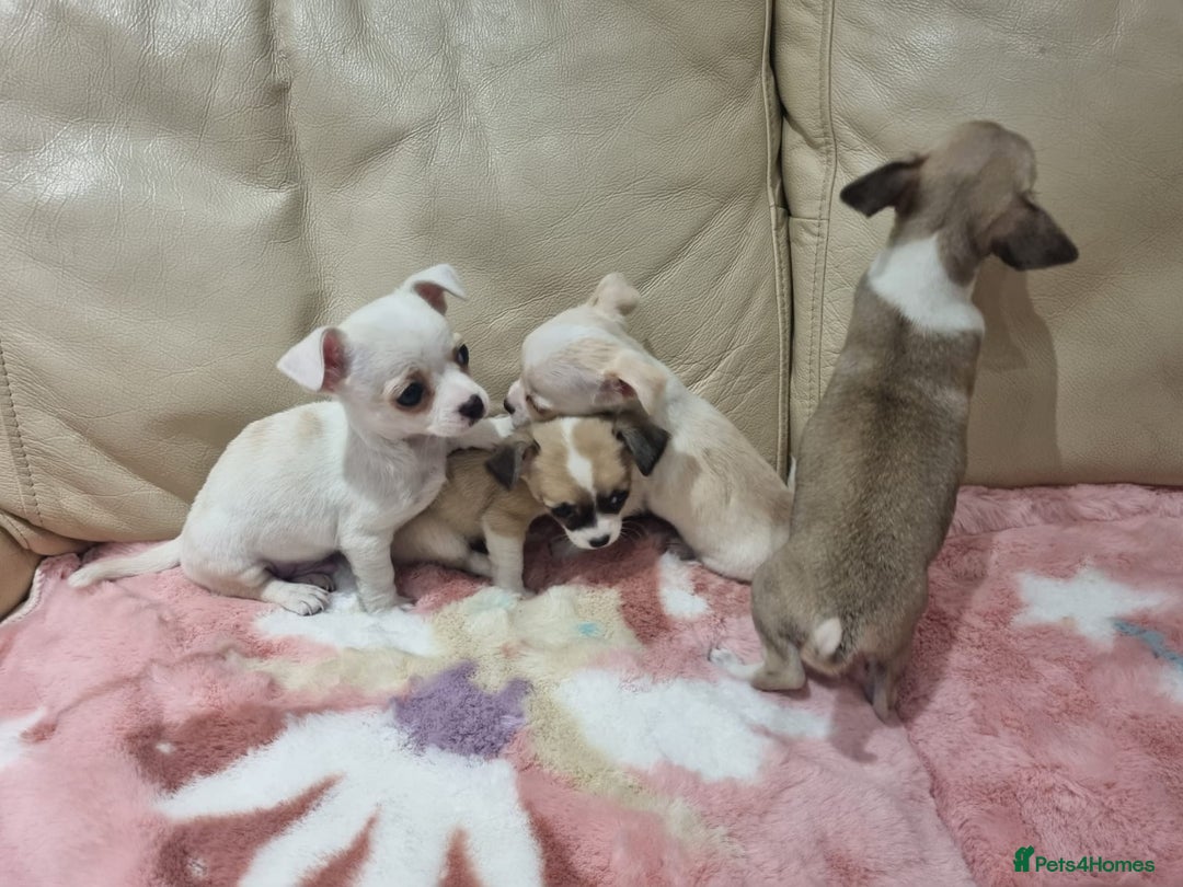 Chihuahua dogs for sale: Chihuahua puppies for sale  - Image 13
