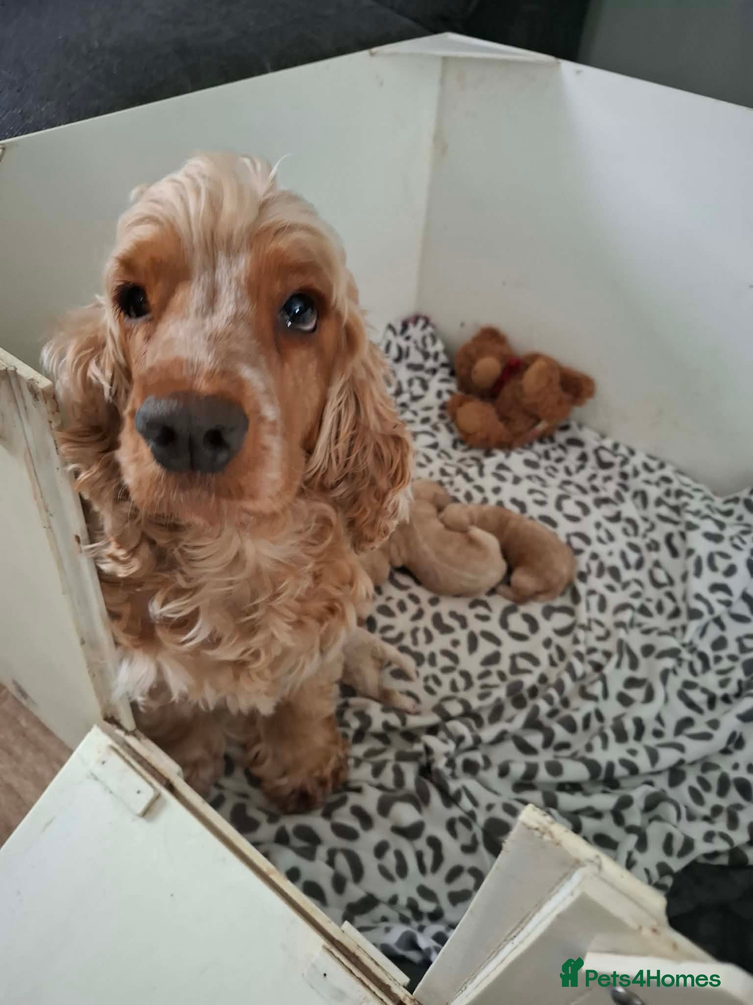 Cockapoo dogs F1 Cockerpoos  - Advert 3