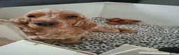 Cockapoo dogs for sale: F1 Cockerpoos  in Telford - Advert 1