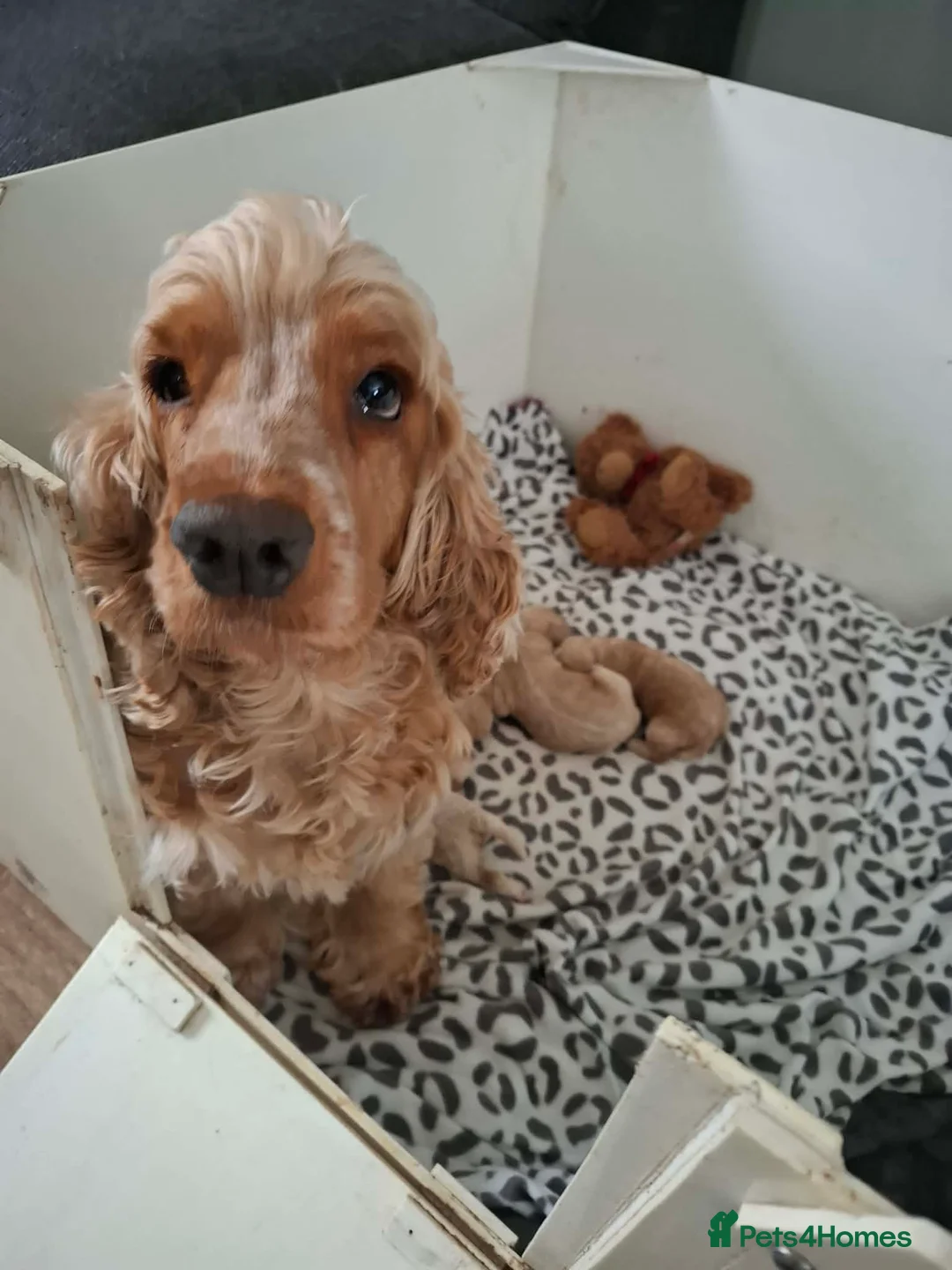 Cockapoo dogs for sale: F1 Cockerpoos  in Telford - Advert 1