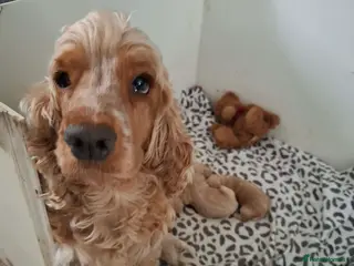 Cockapoo dogs F1 Cockerpoos - Advert 6