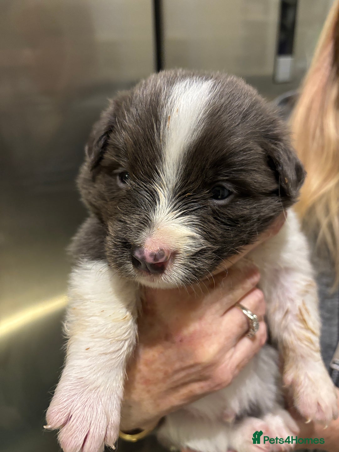 Border Collie dogs for sale:  One Blue & White Boy Available - Advert 2