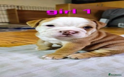 Mixed Breed dogs for sale: Beautiful Litter of 4 Puppies 🐶  - Image 9