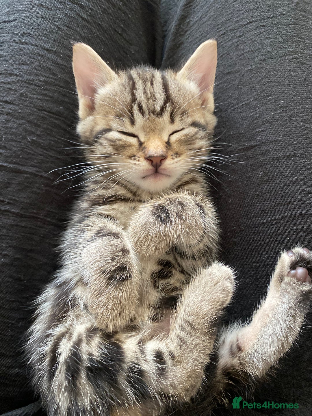 Bengal cats for sale: Mixed Stunning Bengals  - Image 33