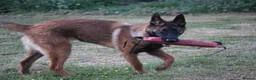 Belgian Shepherd Dog dogs for sale: Kc registered malinois  - Advert 16