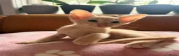 Oriental cats for sale: Beautiful Siamese & Oriental Kittens  - Advert 30