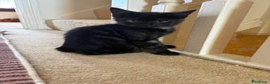 Domestic Shorthair 4