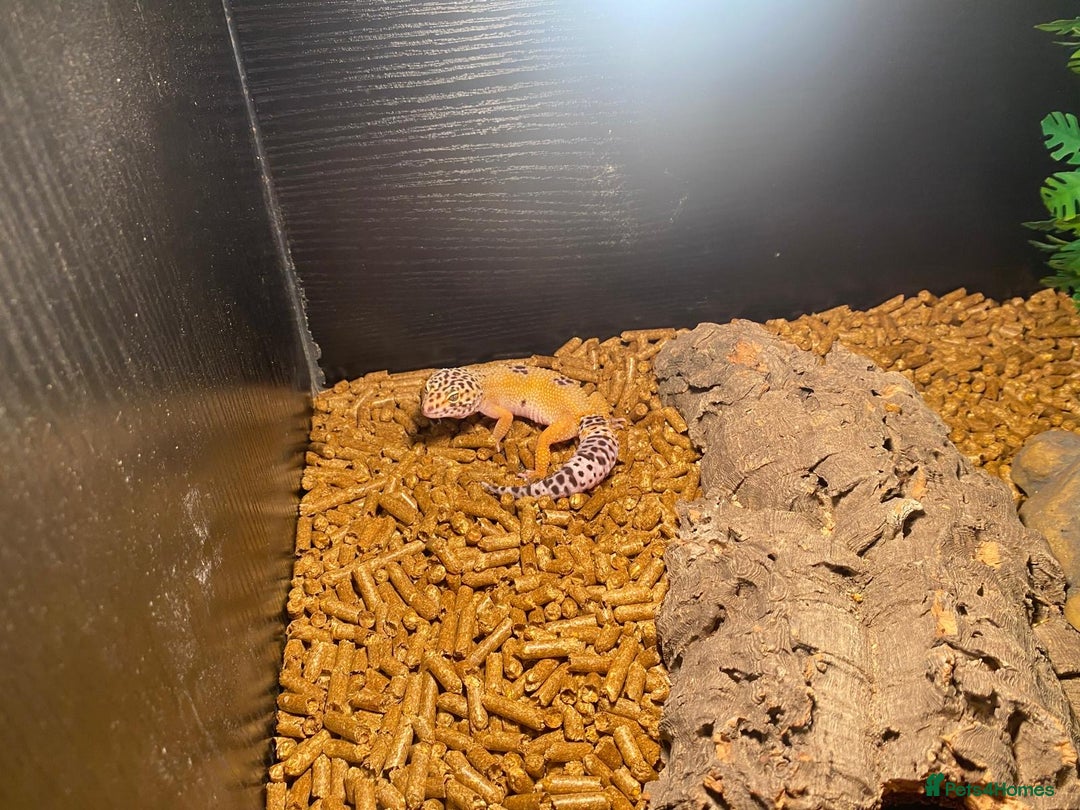 Leopard Gecko reptiles for sale: Leapard Gecko Full setup - Advert 4