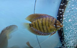 Discus fish for sale: HIGH QUALITY DISCUS £40 EACH  - Advert 2