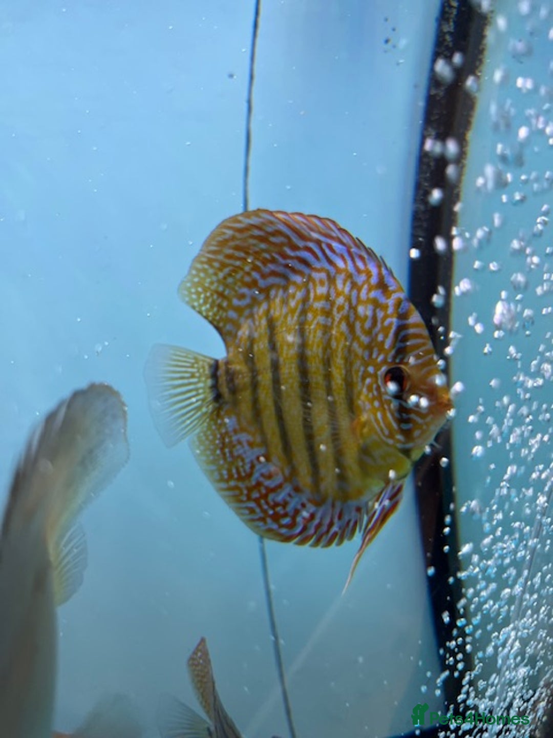Discus fish for sale: HIGH QUALITY DISCUS £40 EACH  - Advert 2