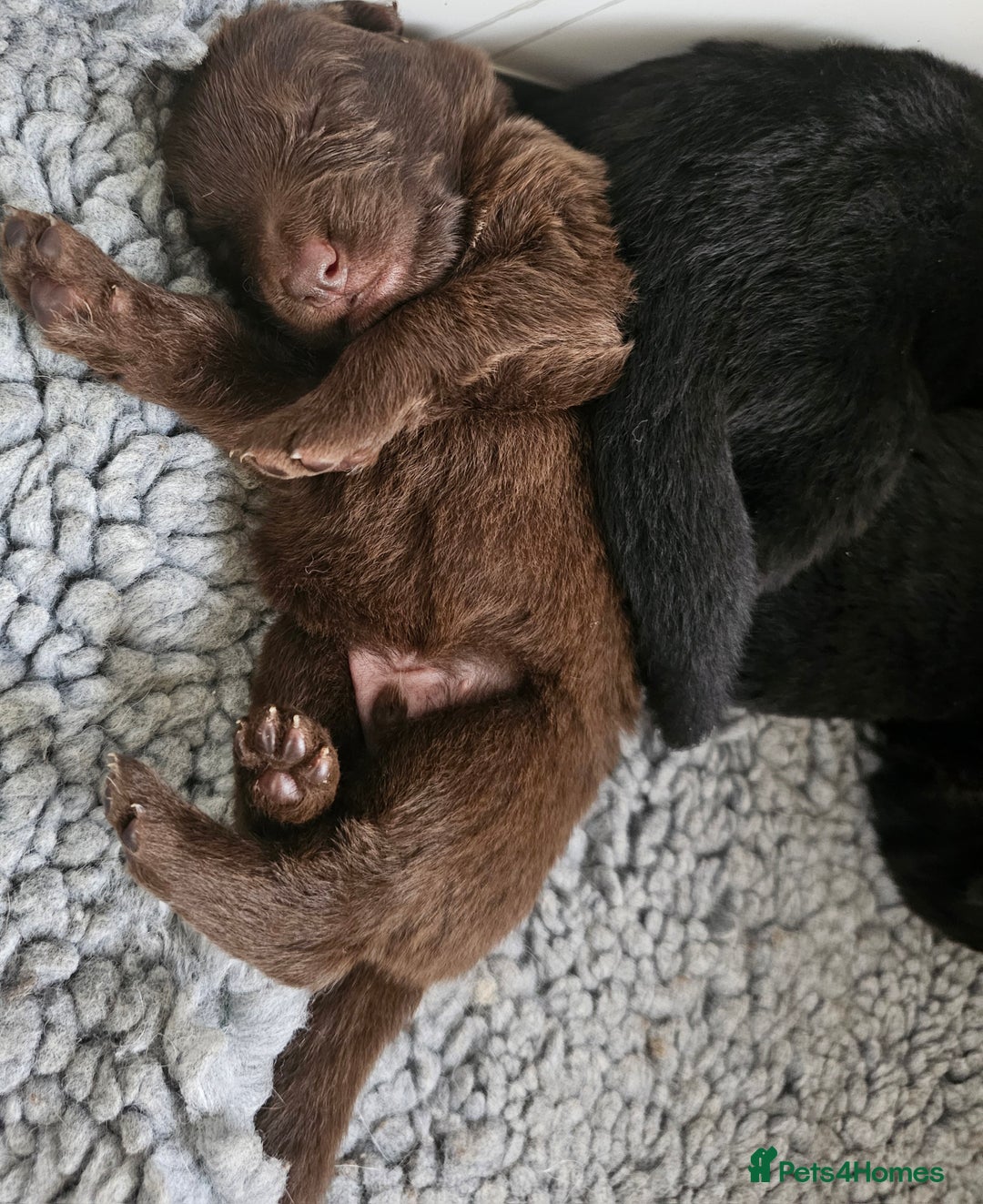 German Shepherd dogs for sale: ✴️3 purebred KC registered straight back GSP's✴️ - Advert 6